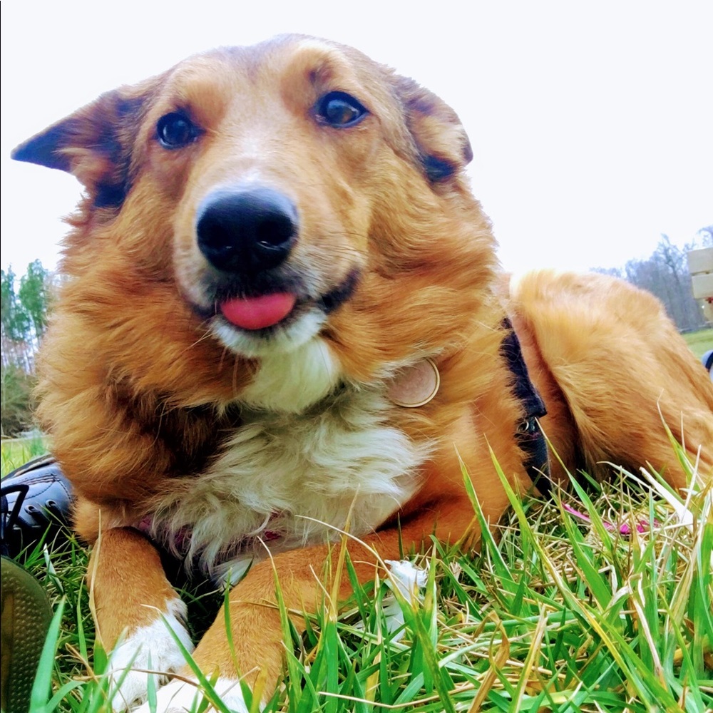 Meet your Posher, Calli